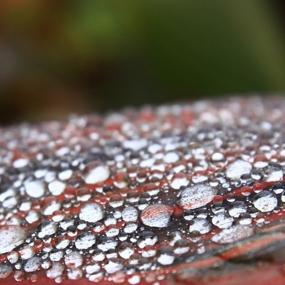 Meet your Posher, Alicia - Picture 2 of 4